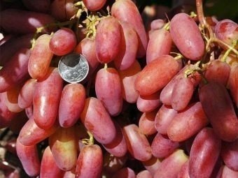 Сорт винограда юбилей новочеркасска