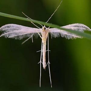 Белое насекомое с крыльями