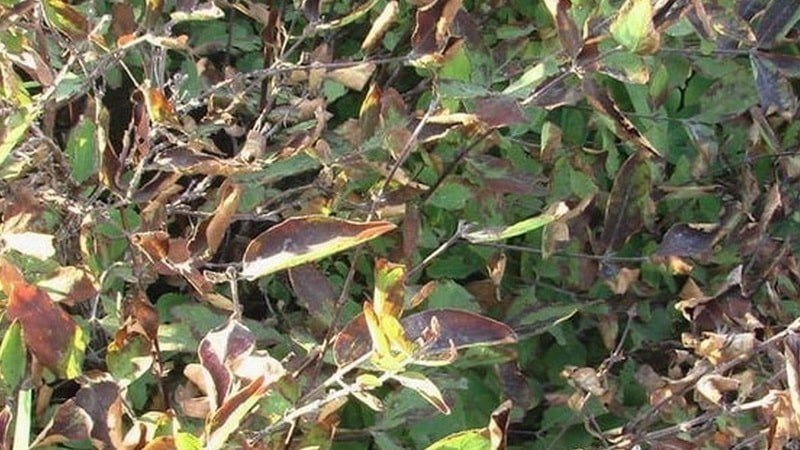Жимолость japonica purpurea
