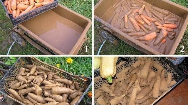 Хранение моркови в погребе зимой
