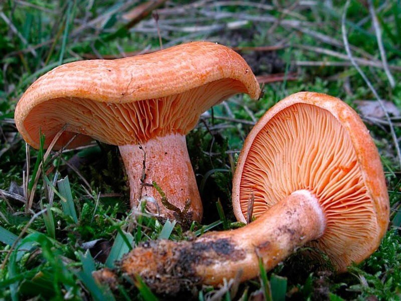 Рыжики пластинчатые грибы
