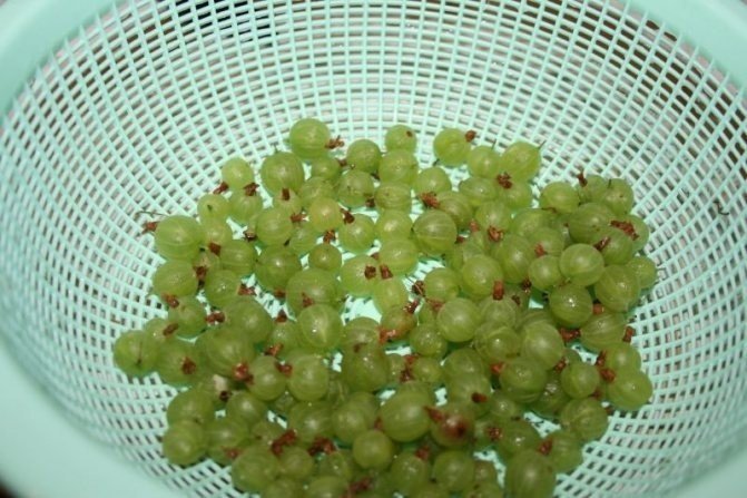 Виноград кишмиш зеленый