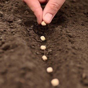 Parable of the sower and the soils