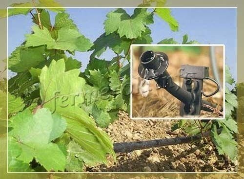 Капельное система орошение винограда