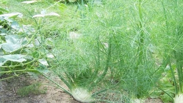 Выращивание фенхеля из семян: как вырастить на даче, сроки посадки и уход в открытом грунте, как сажать овощной фенхель